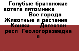 Голубые британские котята питомника Silvery Snow. - Все города Животные и растения » Кошки   . Дагестан респ.,Геологоразведка п.